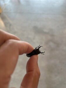 初夏のクワガタ発見！